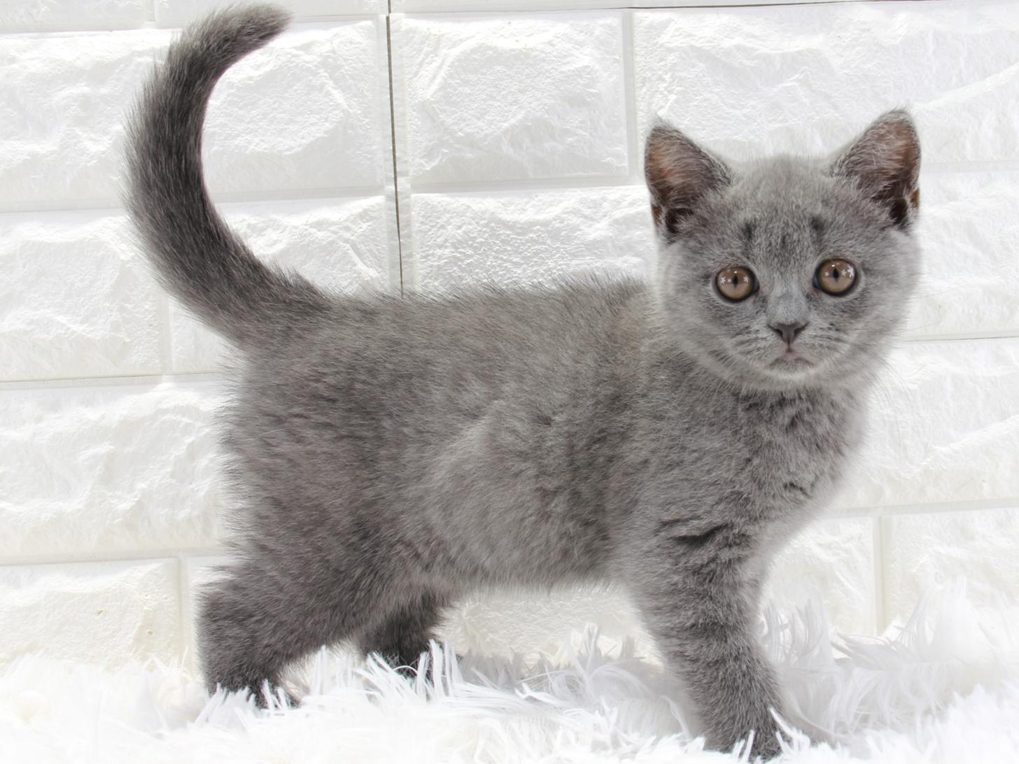 愛知県のブリティッシュショートヘアー (猫福家 名古屋南店/2025年3月27日生まれ/女の子/ブルー)の子猫の1枚目の画像
