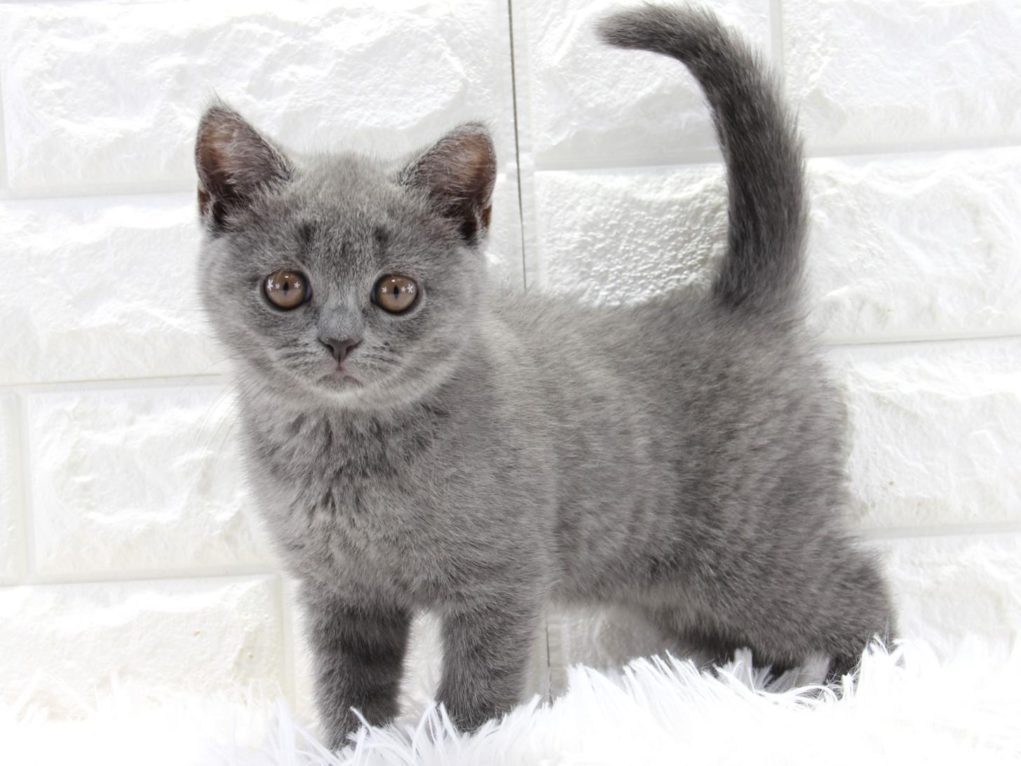 愛知県のブリティッシュショートヘアー (猫福家 名古屋南店/2025年3月27日生まれ/女の子/ブルー)の子猫の2枚目の画像