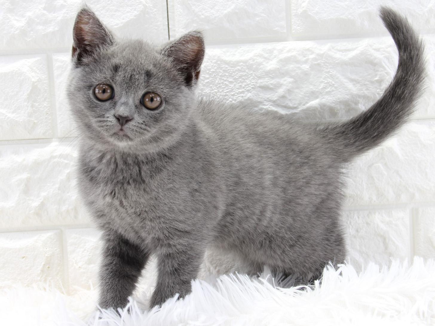 愛知県のブリティッシュショートヘアー (猫福家 名古屋南店/2025年3月27日生まれ/女の子/ブルー)の子猫の4枚目の画像