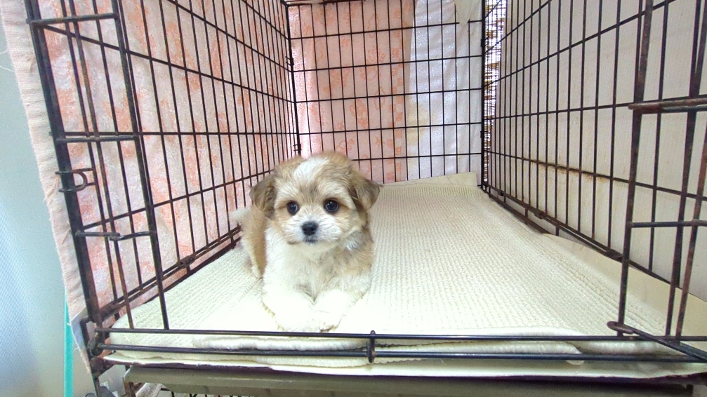 茨城県のチワマル/マルチワ(チワワ×マルチーズ) (ペットショップスズキ/2025年11月1日生まれ/女の子/クリームホワイト)の子犬の1枚目の画像