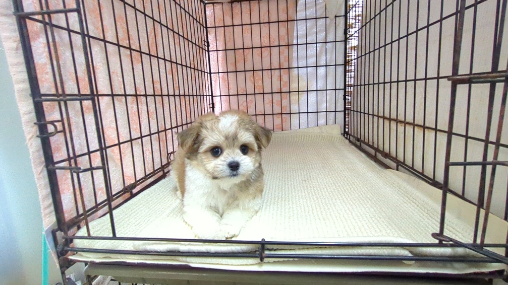 茨城県のチワマル/マルチワ(チワワ×マルチーズ) (ペットショップスズキ/2025年11月1日生まれ/女の子/クリームホワイト)の子犬の2枚目の画像