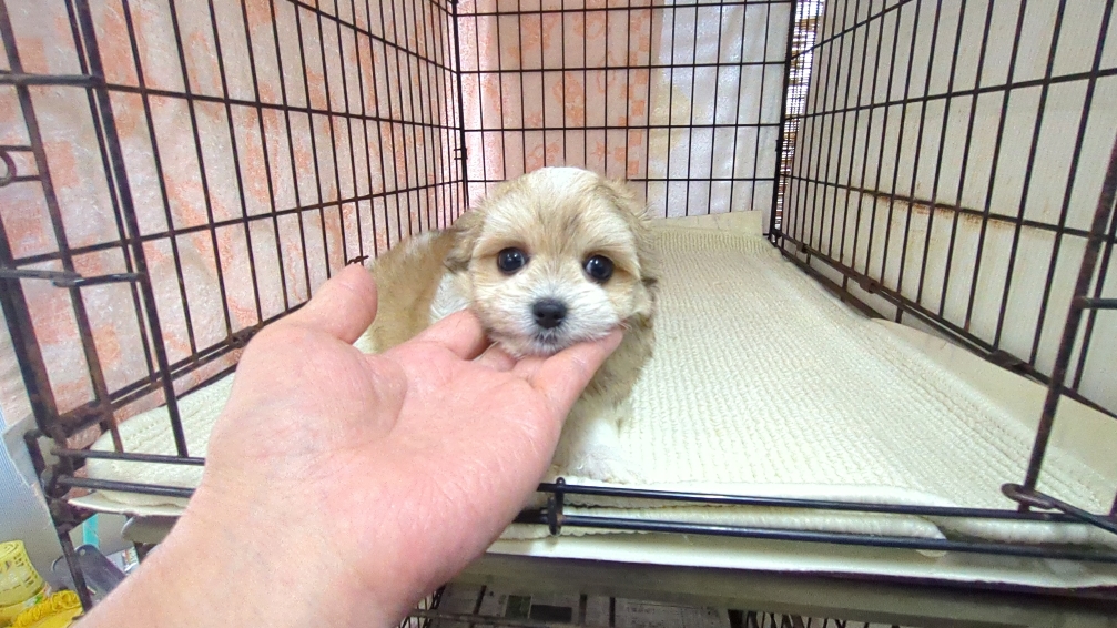 茨城県のチワマル/マルチワ(チワワ×マルチーズ) (ペットショップスズキ/2025年11月1日生まれ/女の子/クリームホワイト)の子犬の3枚目の画像