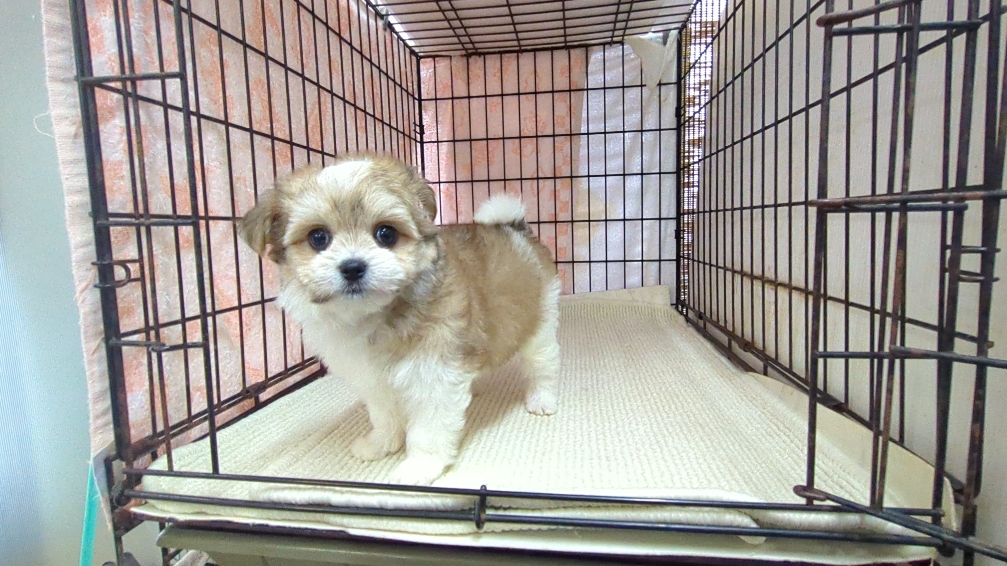 茨城県のチワマル/マルチワ(チワワ×マルチーズ) (ペットショップスズキ/2025年11月1日生まれ/女の子/クリームホワイト)の子犬の4枚目の画像