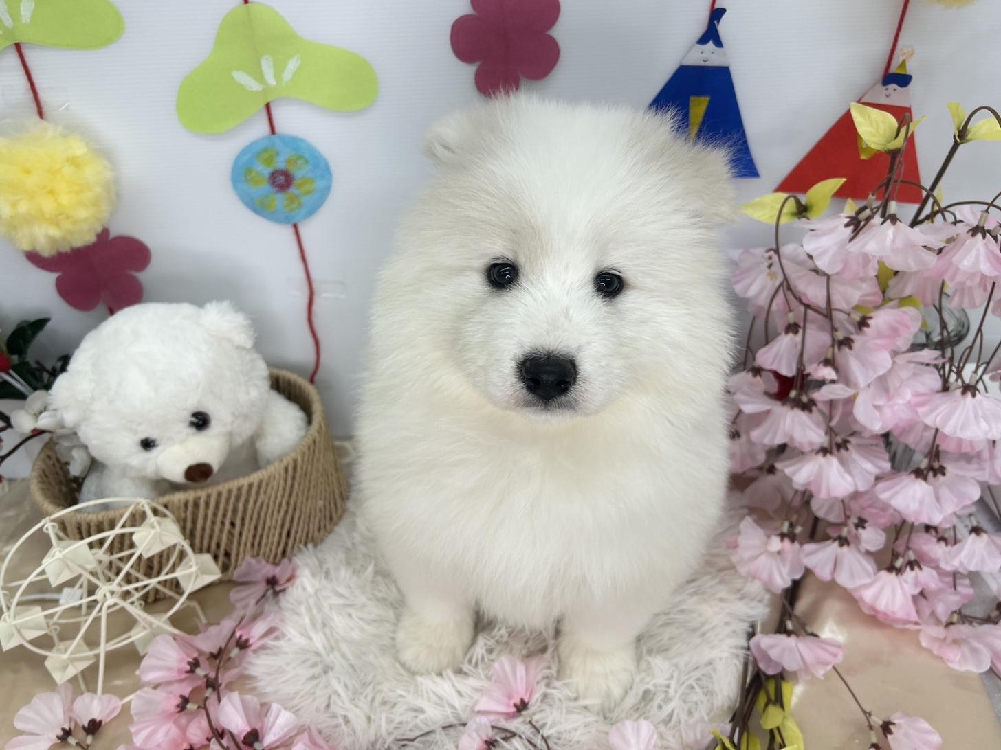 北海道のサモエド (ラブワンコ カインズ大曲店/2026年1月18日生まれ/女の子/ホワイト)の子犬