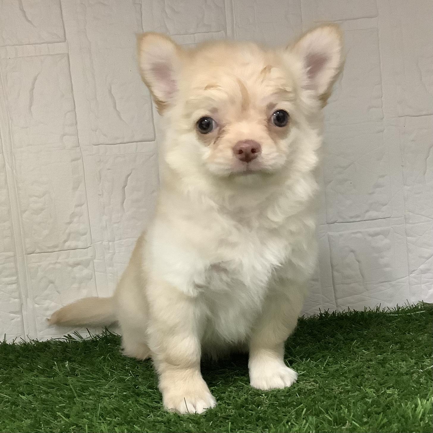 福岡県のチワワ(ロング) (ドッグズホーム旗崎店/2025年8月3日生まれ/男の子/クリーム)の子犬