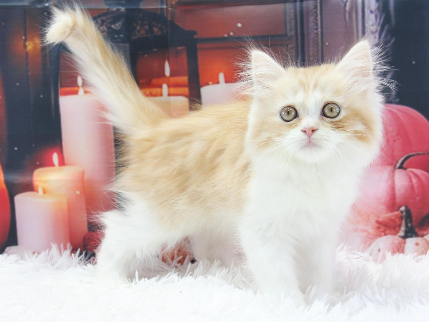 愛知県のスコティッシュストレート (猫福家 名古屋南店/2025年8月14日生まれ/男の子/レッドタビーホワイト)の子猫の2枚目の画像