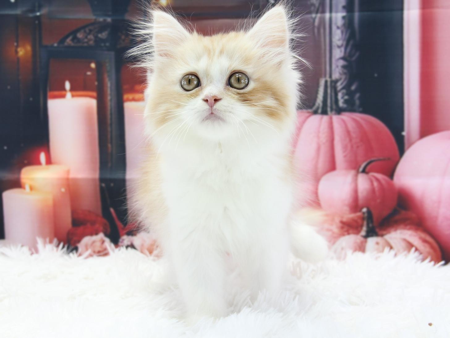 愛知県のスコティッシュストレート (猫福家 名古屋南店/2025年8月14日生まれ/男の子/レッドタビーホワイト)の子猫の3枚目の画像