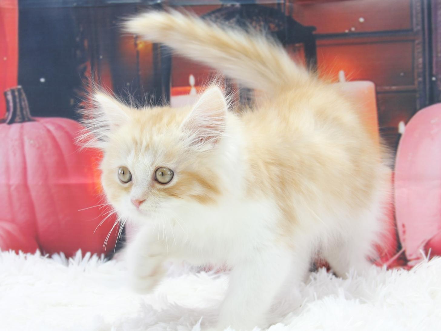 愛知県のスコティッシュストレート (猫福家 名古屋南店/2025年8月14日生まれ/男の子/レッドタビーホワイト)の子猫の4枚目の画像