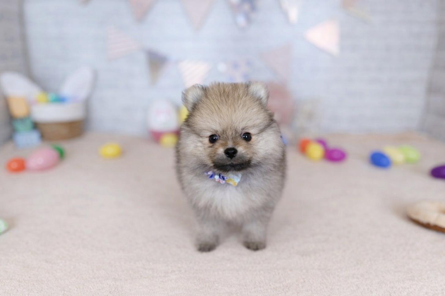 北海道のポメラニアン (ペットショップだんぼ/2026年1月23日生まれ/男の子/オレンジセーブル)の子犬の1枚目の画像