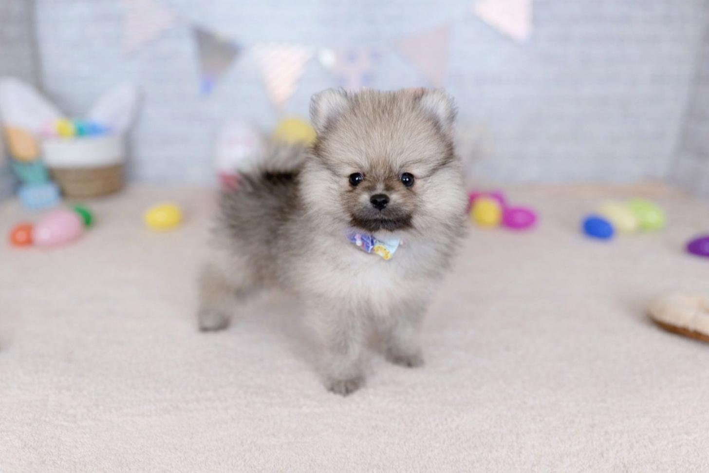 北海道のポメラニアン (ペットショップだんぼ/2026年1月23日生まれ/男の子/オレンジセーブル)の子犬の2枚目の画像