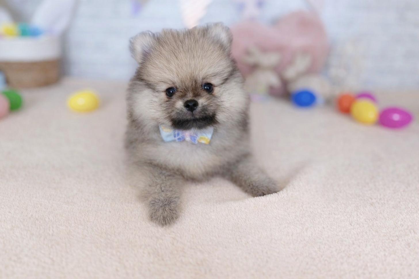 北海道のポメラニアン (ペットショップだんぼ/2026年1月23日生まれ/男の子/オレンジセーブル)の子犬の3枚目の画像