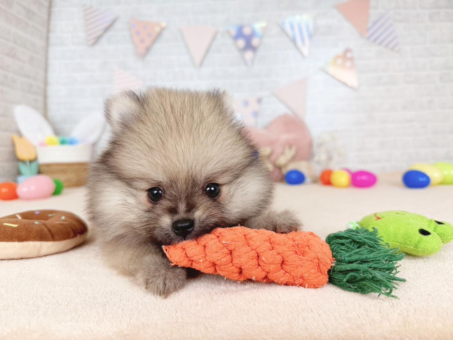 北海道のポメラニアン (ペットショップだんぼ/2026年1月23日生まれ/男の子/オレンジセーブル)の子犬の4枚目の画像