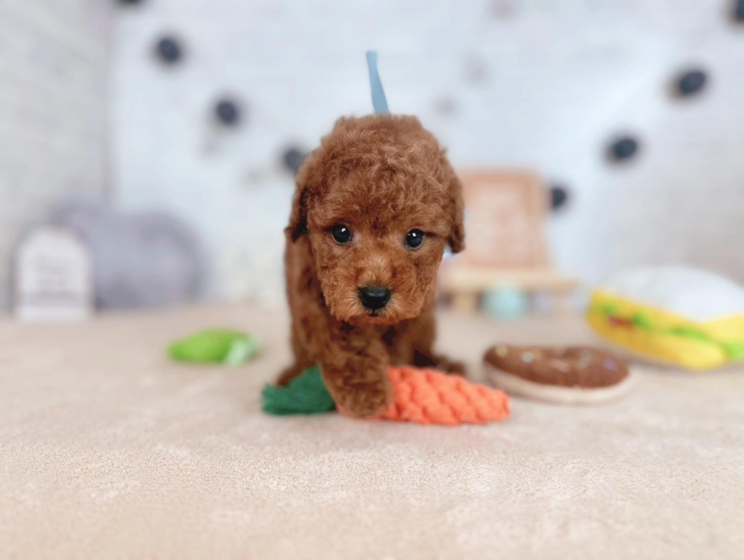 北海道のトイプードル(トイ) (ペットショップだんぼ/2025年7月19日生まれ/男の子/レッド)の子犬の2枚目の画像