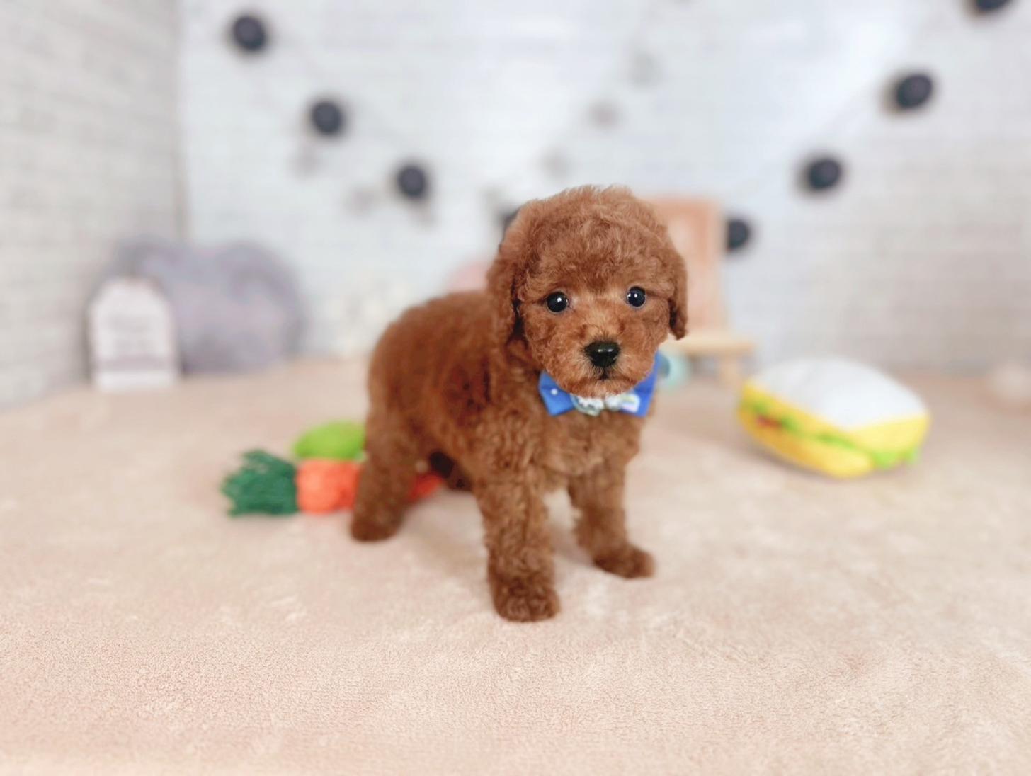 北海道のトイプードル(トイ) (ペットショップだんぼ/2025年7月19日生まれ/男の子/レッド)の子犬の3枚目の画像