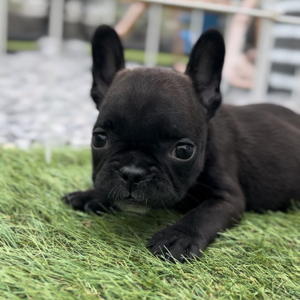 埼玉県のフレンチブルドッグ (ADELE PETS/2025年4月12日生まれ/女の子/ブリンドルホワイト)の子犬