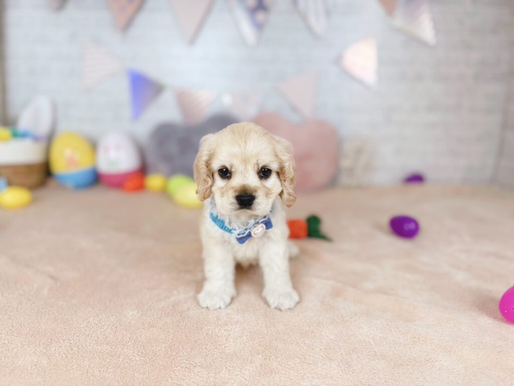 北海道のアメリカンコッカースパニエルの子犬|ペットミー