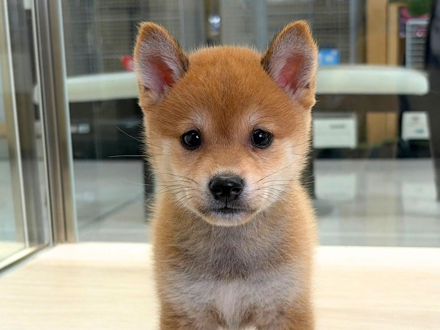 愛知県の豆柴 (ディスワン稲沢平和店/2026年8月8日生まれ/男の子/赤)の子犬の1枚目の画像