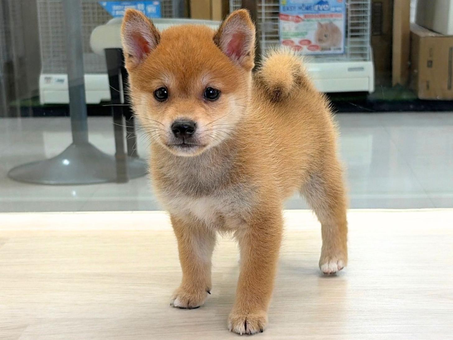 愛知県の豆柴 (ディスワン稲沢平和店/2026年8月8日生まれ/男の子/赤)の子犬の2枚目の画像
