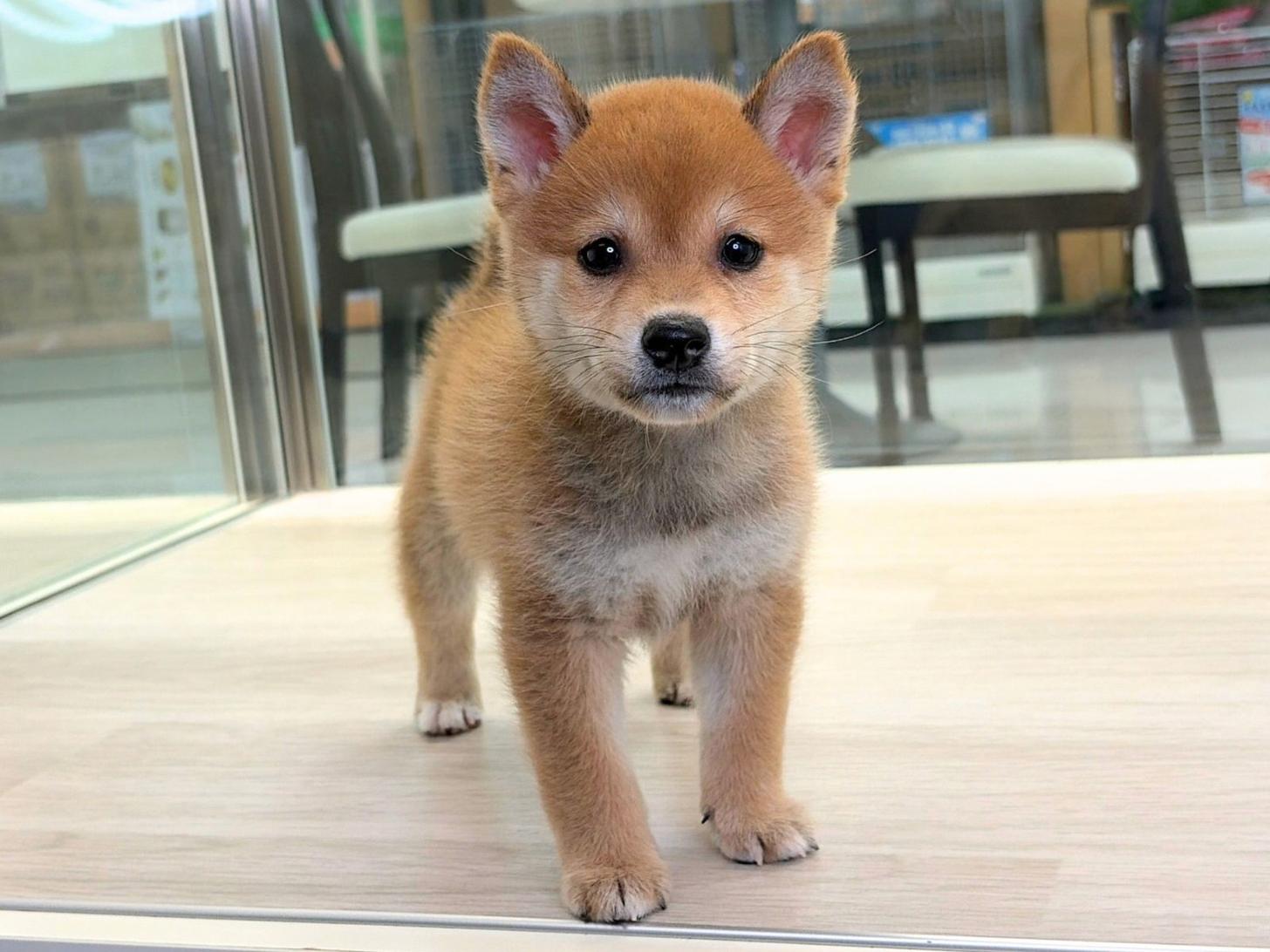 愛知県の豆柴 (ディスワン稲沢平和店/2026年8月8日生まれ/男の子/赤)の子犬の3枚目の画像