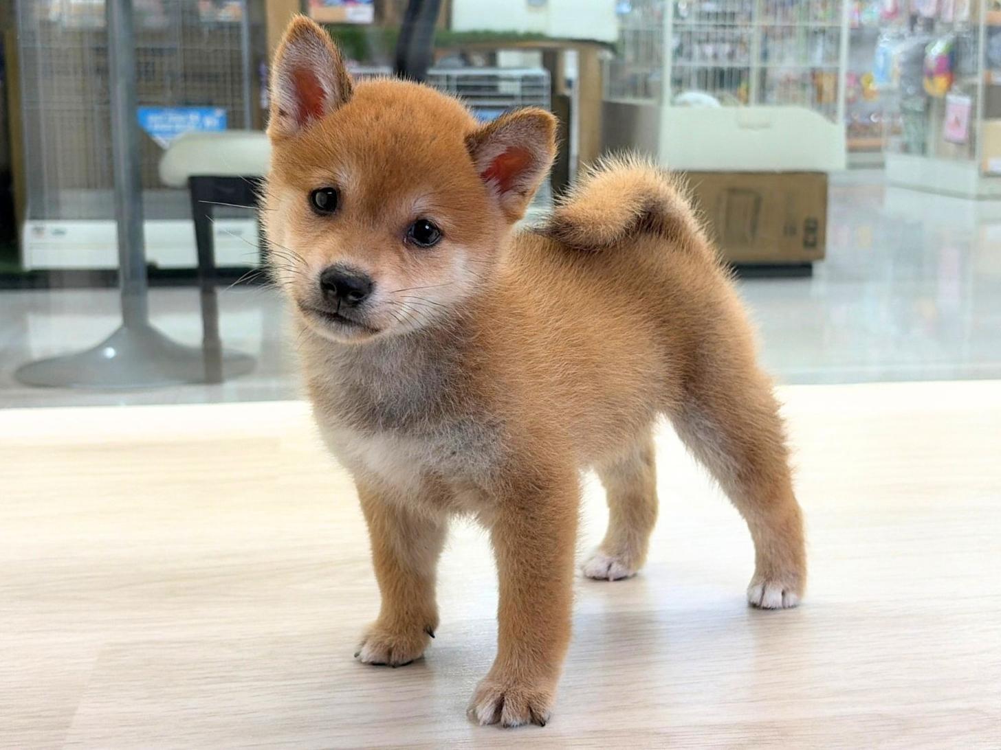 愛知県の豆柴 (ディスワン稲沢平和店/2026年8月8日生まれ/男の子/赤)の子犬の4枚目の画像