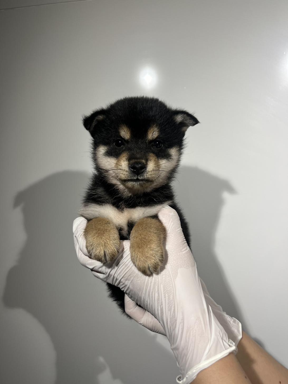 埼玉県の柴犬(標準サイズ) (ペッツスマイル加須インター店/2026年3月14日生まれ/男の子/黒)の子犬の1枚目の画像