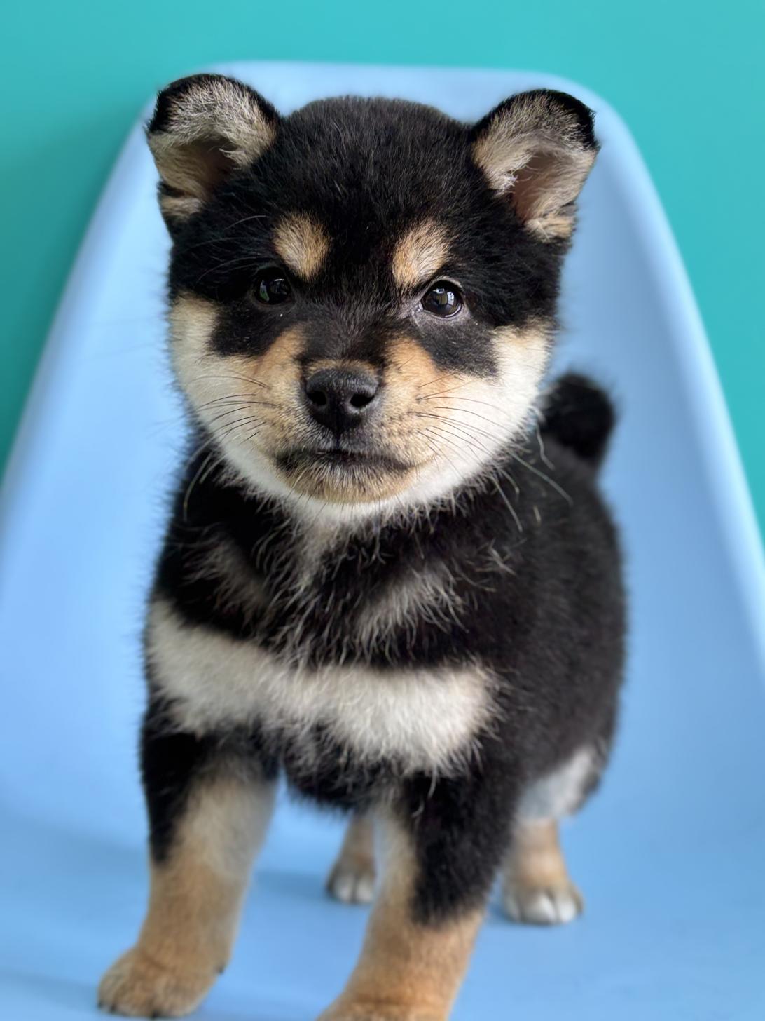 埼玉県の柴犬(標準サイズ) (ペッツスマイル加須インター店/2026年3月14日生まれ/男の子/黒)の子犬の1枚目の画像