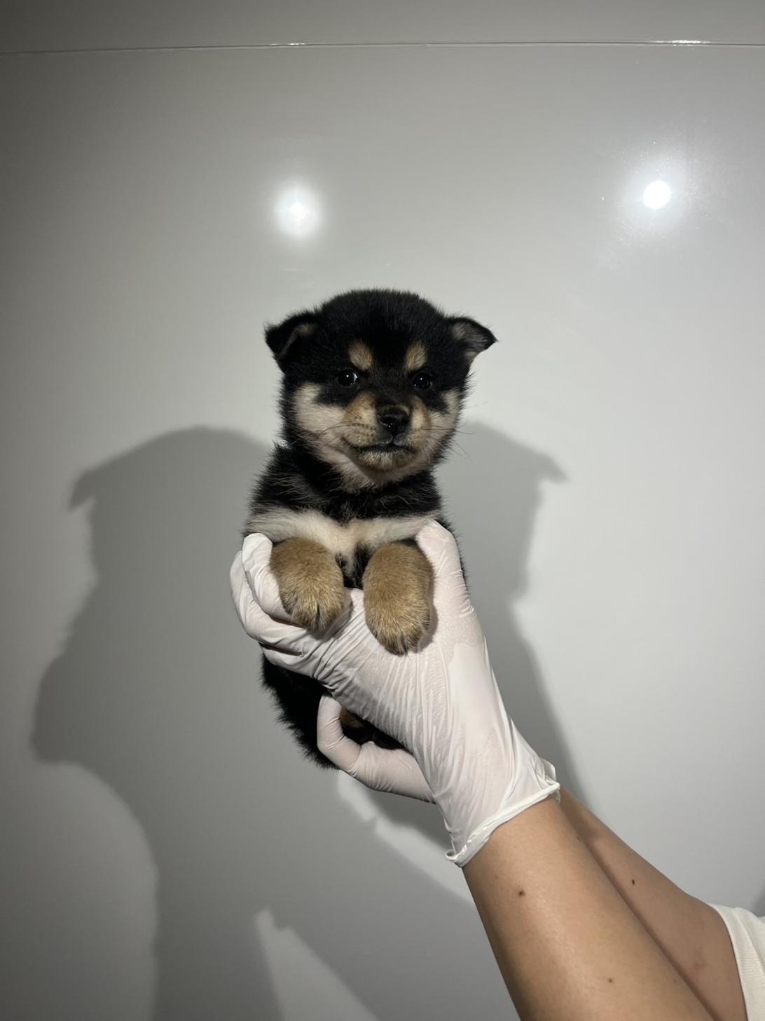 埼玉県の柴犬(標準サイズ) (ペッツスマイル加須インター店/2026年3月14日生まれ/男の子/黒)の子犬の2枚目の画像