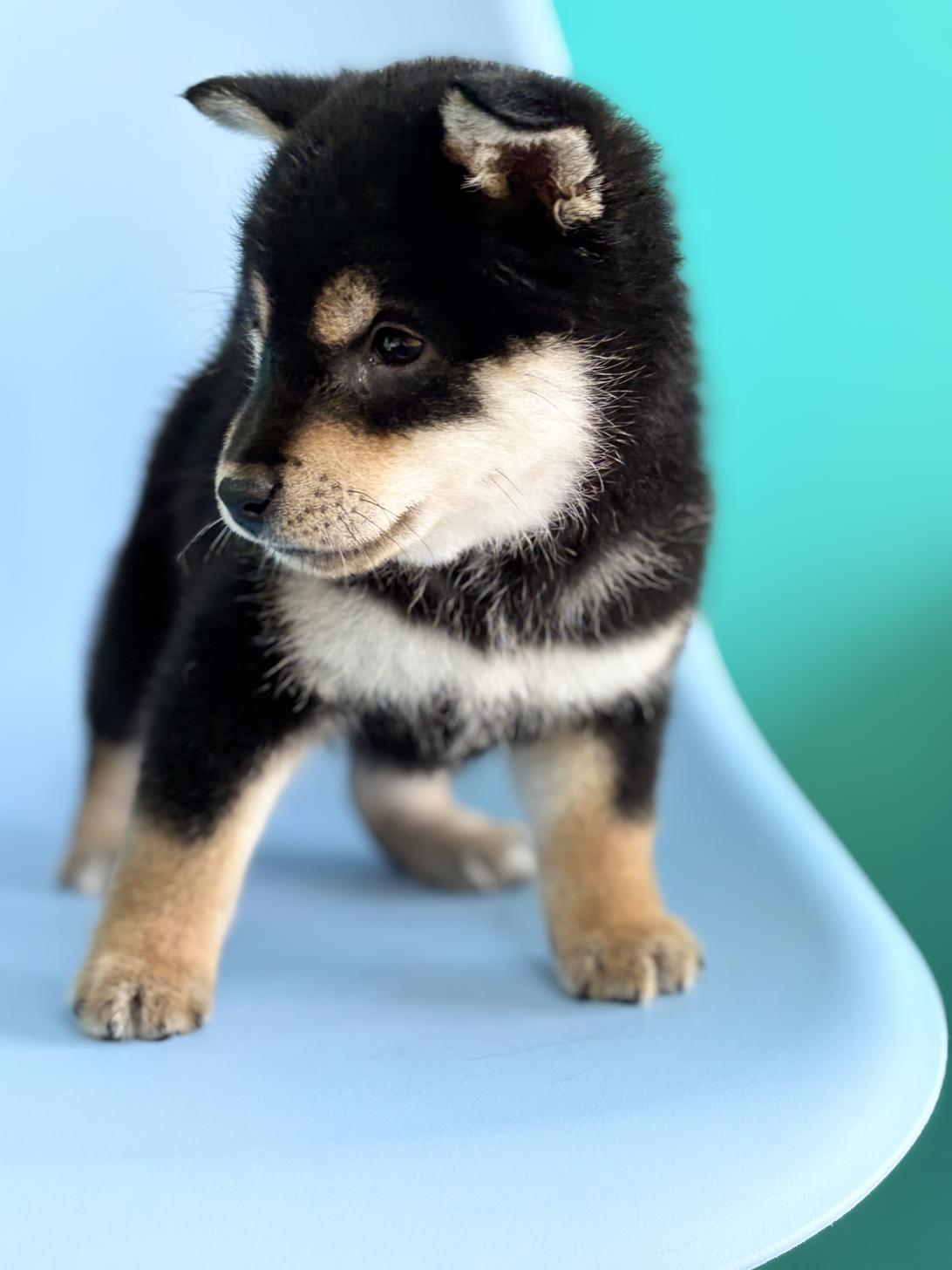 埼玉県の柴犬(標準サイズ) (ペッツスマイル加須インター店/2026年3月14日生まれ/男の子/黒)の子犬の2枚目の画像