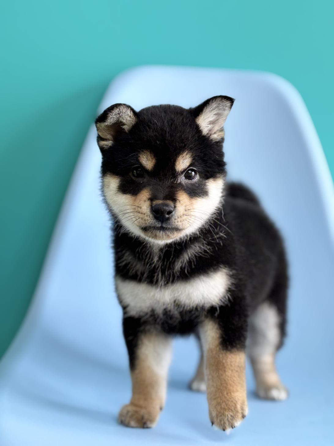 埼玉県の柴犬(標準サイズ) (ペッツスマイル加須インター店/2026年3月14日生まれ/男の子/黒)の子犬の3枚目の画像