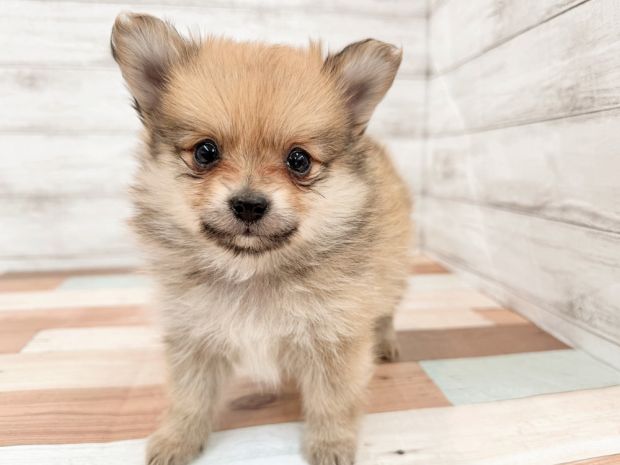 新潟県のポメチワ/チワポメ/ポメチー(ポメラニアン×チワワ) (竹内ペット 新潟西店/2026年1月17日生まれ/男の子/フォーン)の子犬