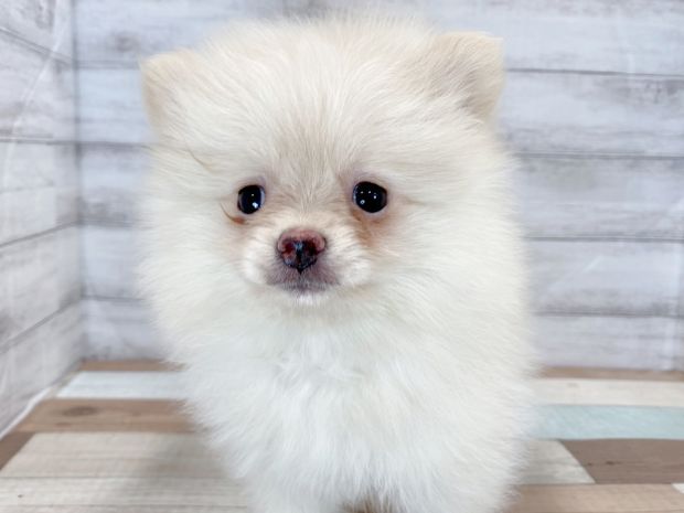 新潟県のポメラニアン (竹内ペット 新津本店/2026年5月6日生まれ/女の子/クリーム)の子犬の1枚目の画像