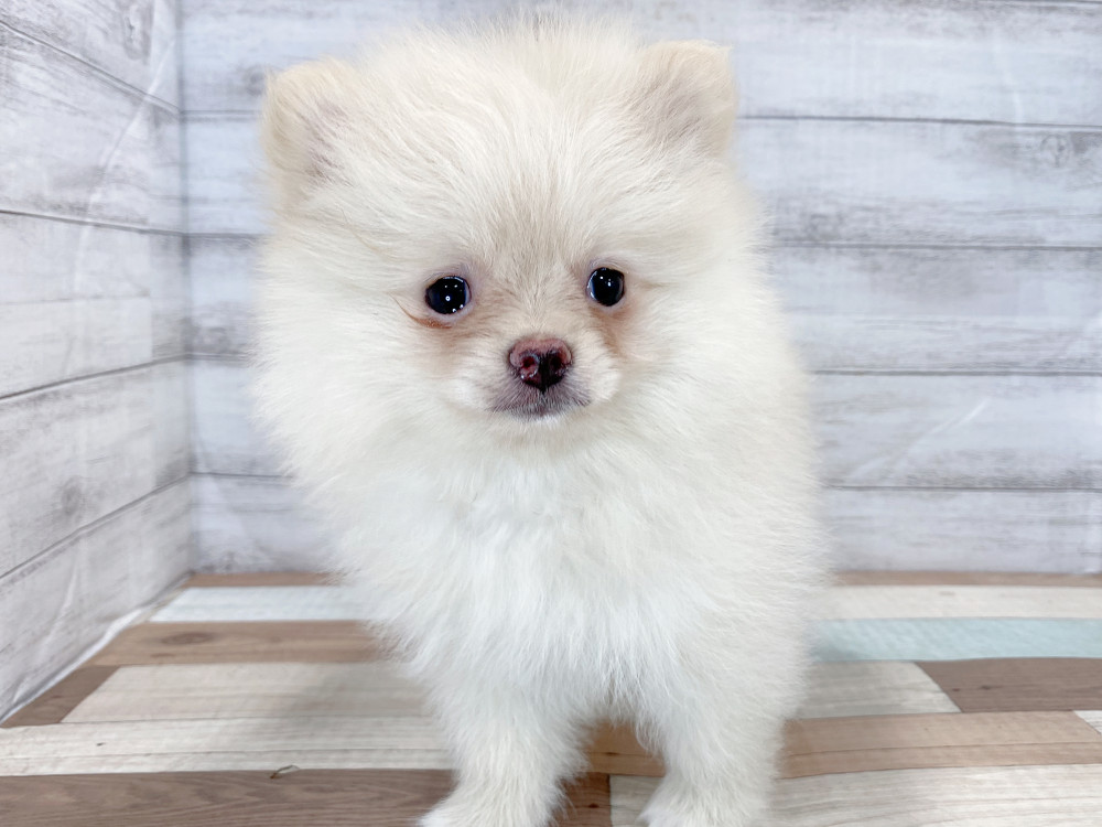 新潟県のポメラニアン (竹内ペット 新津本店/2026年5月6日生まれ/女の子/クリーム)の子犬の2枚目の画像