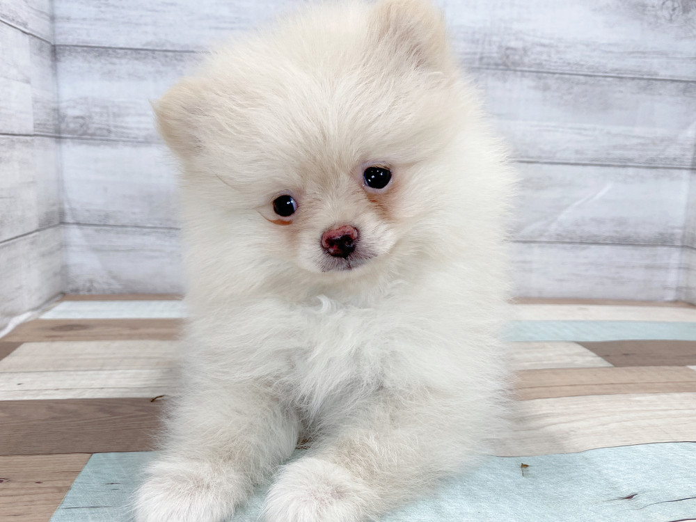 新潟県のポメラニアン (竹内ペット 新津本店/2026年5月6日生まれ/女の子/クリーム)の子犬の3枚目の画像