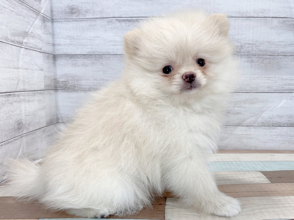新潟県のポメラニアン (竹内ペット 新津本店/2026年5月6日生まれ/女の子/クリーム)の子犬の4枚目の画像