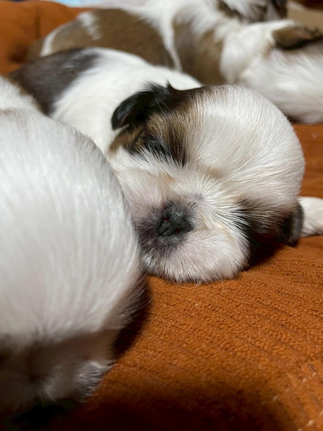 滋賀県のシーズー (ナカニシケンネル/2025年5月23日生まれ/男の子/ゴールドホワイト)の子犬