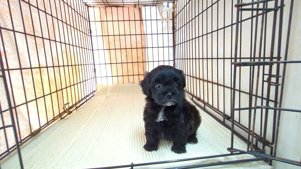 茨城県のハーフ犬・ミックス犬 (ペットショップスズキ/2026年3月5日生まれ/男の子/ブラックホワイト)の子犬