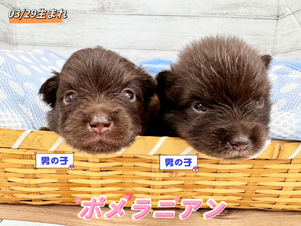 新潟県のポメラニアン (竹内ペット 新潟西店/2026年3月29日生まれ/男の子/チョコレート)の子犬