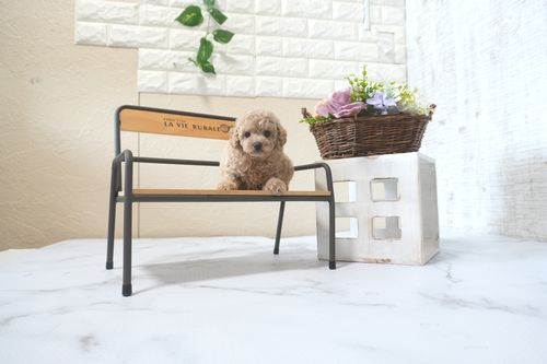 滋賀県のトイプードル(トイ) (いっぷく湖南店/2025年7月3日生まれ/女の子/ペールフォーン)の子犬の2枚目の画像