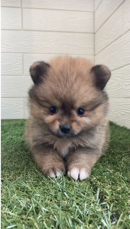 東京都のポメラニアン (ペットショップcoco東京港区店/2026年5月18日生まれ/男の子/オレンジ)の子犬