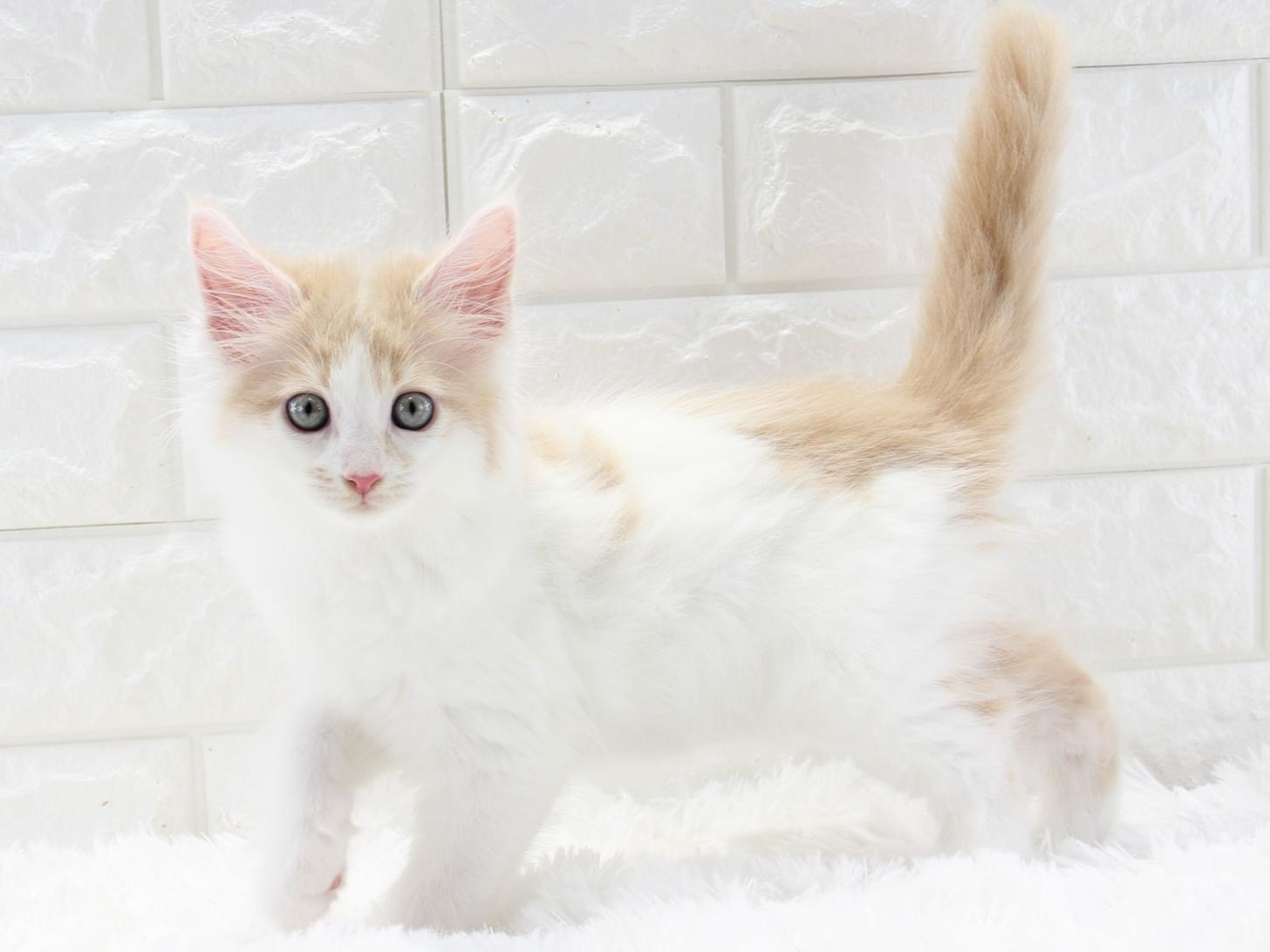 愛知県のメインクーン (猫福家 名古屋南店/2025年10月28日生まれ/女の子/クリームタビー)の子猫の1枚目の画像