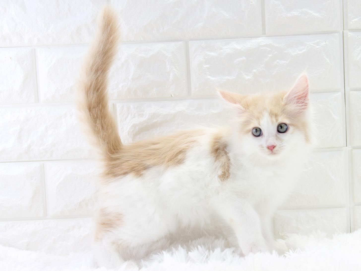 愛知県のメインクーン (猫福家 名古屋南店/2025年10月28日生まれ/女の子/クリームタビー)の子猫の2枚目の画像