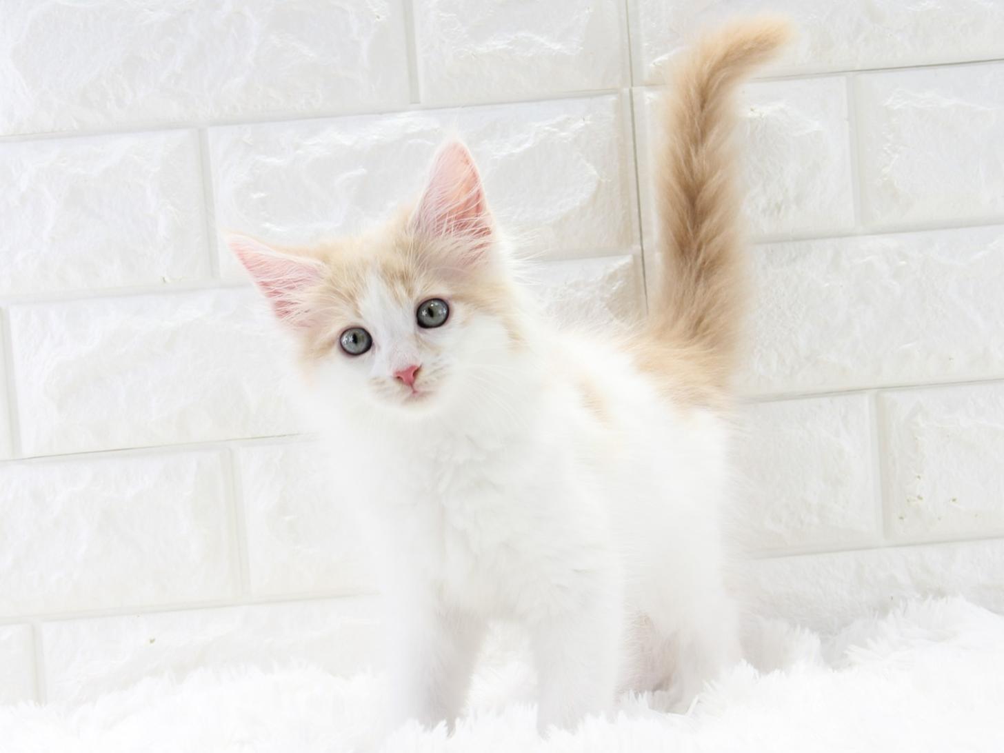 愛知県のメインクーン (猫福家 名古屋南店/2025年10月28日生まれ/女の子/クリームタビー)の子猫の3枚目の画像