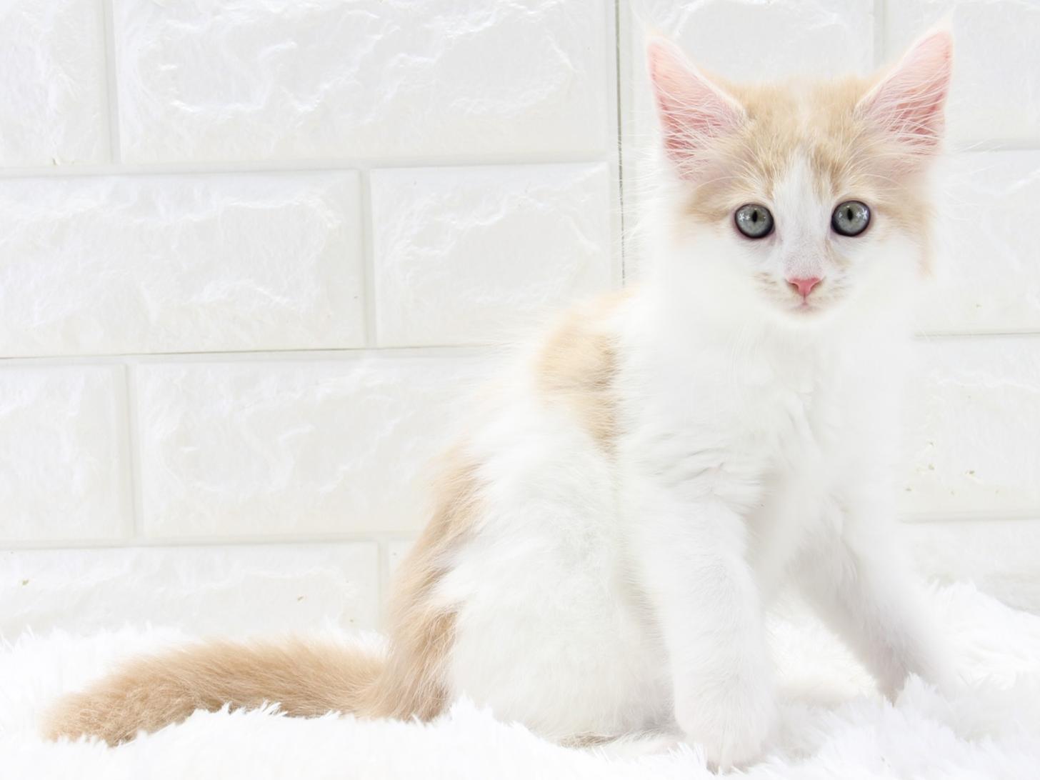 愛知県のメインクーン (猫福家 名古屋南店/2025年10月28日生まれ/女の子/クリームタビー)の子猫の4枚目の画像