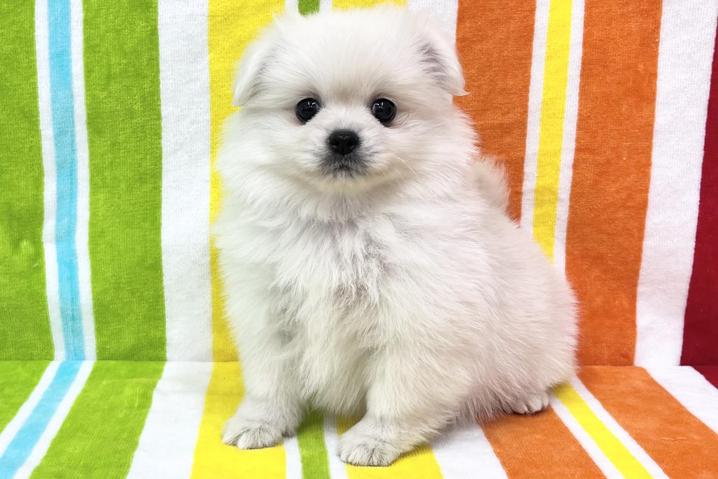 愛知県のペキポメ/ポメペキ(ペキニーズ×ポメラニアン) (ハピースペット一宮三条アミーゴ店/2026年2月3日生まれ/女の子/その他色)の子犬の1枚目の画像