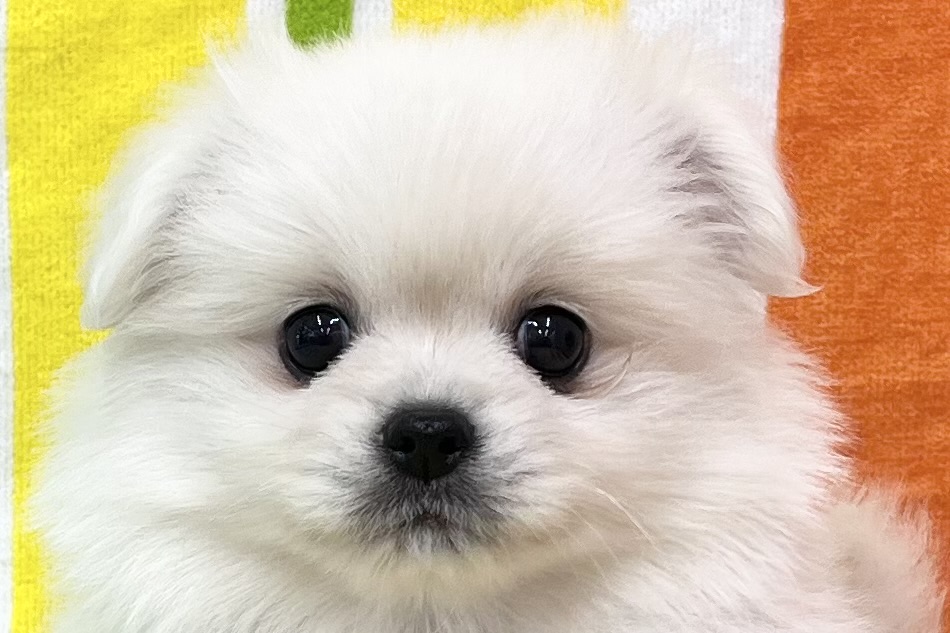 愛知県のペキポメ/ポメペキ(ペキニーズ×ポメラニアン) (ハピースペット一宮三条アミーゴ店/2026年2月3日生まれ/女の子/その他色)の子犬の2枚目の画像