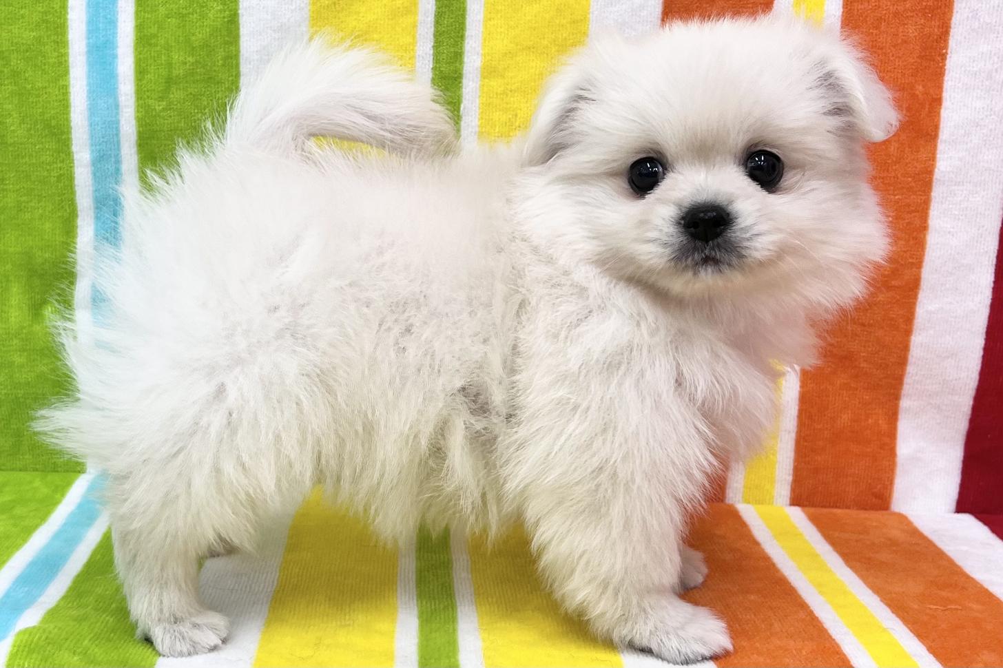 愛知県のペキポメ/ポメペキ(ペキニーズ×ポメラニアン) (ハピースペット一宮三条アミーゴ店/2026年2月3日生まれ/女の子/その他色)の子犬の3枚目の画像