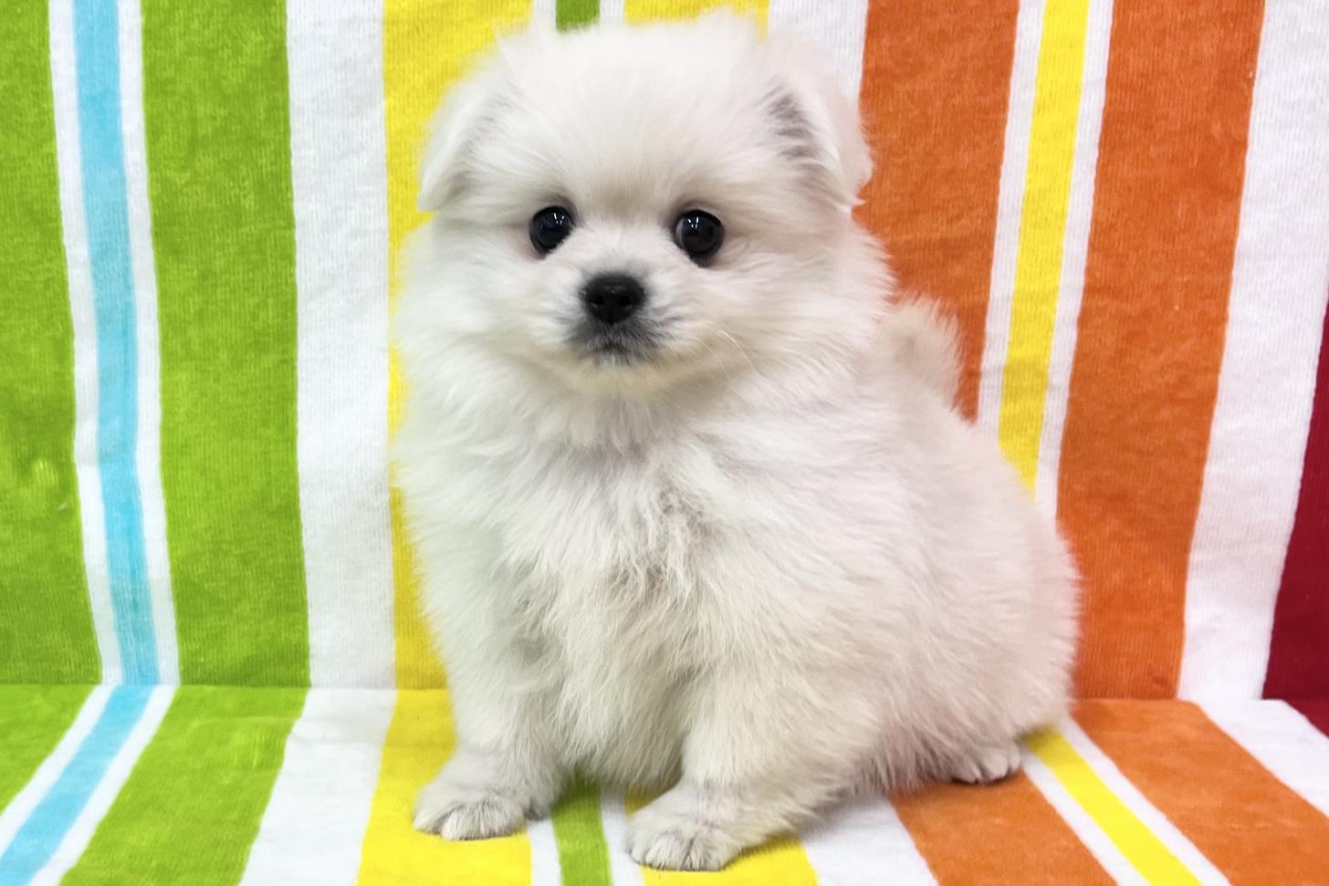 愛知県のペキポメ/ポメペキ(ペキニーズ×ポメラニアン) (ハピースペット一宮三条アミーゴ店/2026年2月3日生まれ/女の子/その他色)の子犬の4枚目の画像