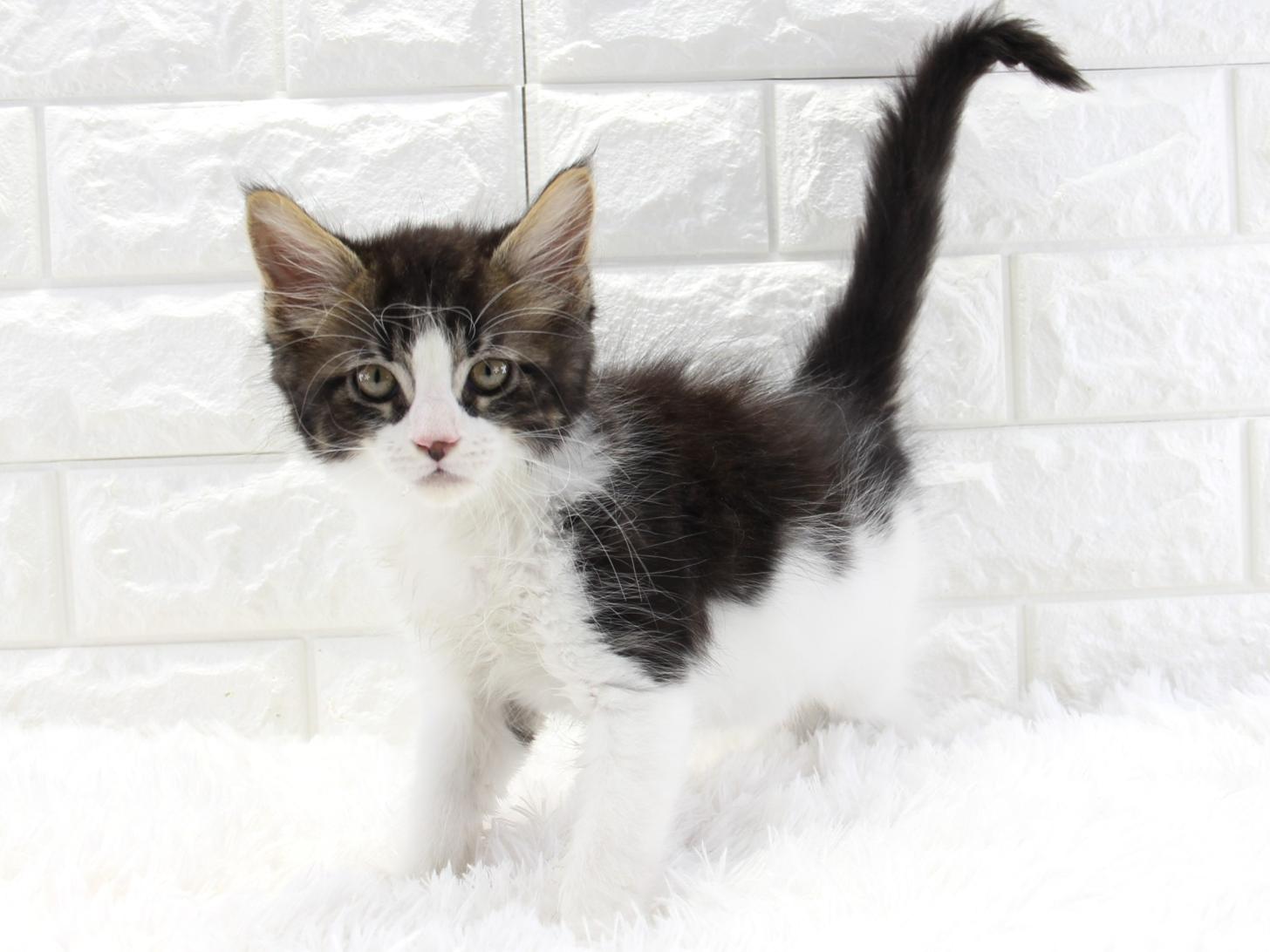 愛知県のメインクーン (猫福家 名古屋南店/2025年11月12日生まれ/男の子/ブラウンタビーホワイト)の子猫の1枚目の画像