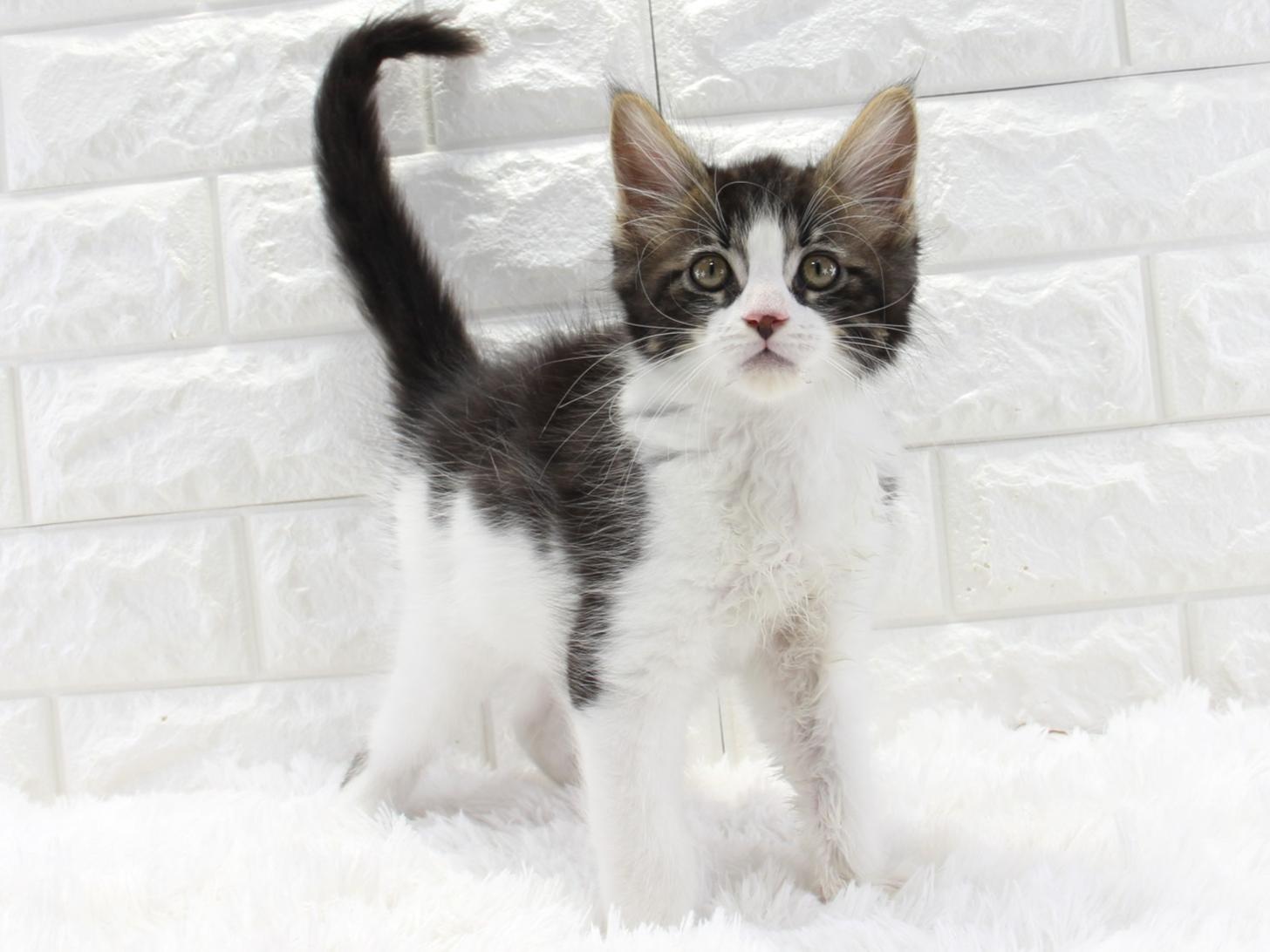 愛知県のメインクーン (猫福家 名古屋南店/2025年11月12日生まれ/男の子/ブラウンタビーホワイト)の子猫の2枚目の画像