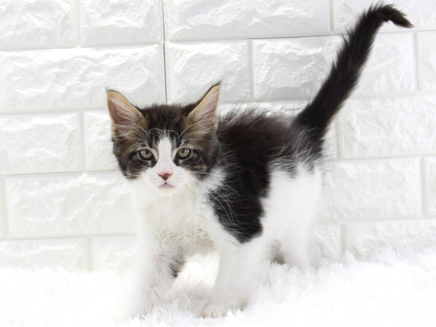 愛知県のメインクーン (猫福家 名古屋南店/2025年11月12日生まれ/男の子/ブラウンタビーホワイト)の子猫の3枚目の画像